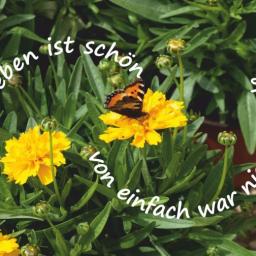 happy-card Nr. 105 Blume